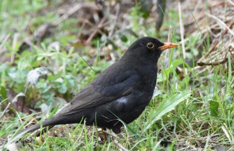 Blackbird